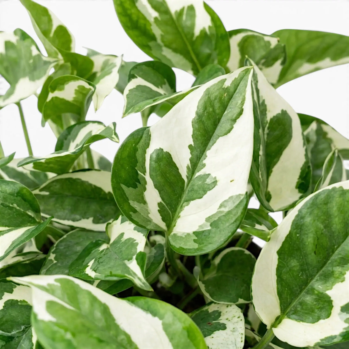 Epipremnum aureum N'Joy foliage close-up with green and cream variegation.