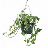 Epipremnum aureum N'Joy trailing plant in a hanging pot.