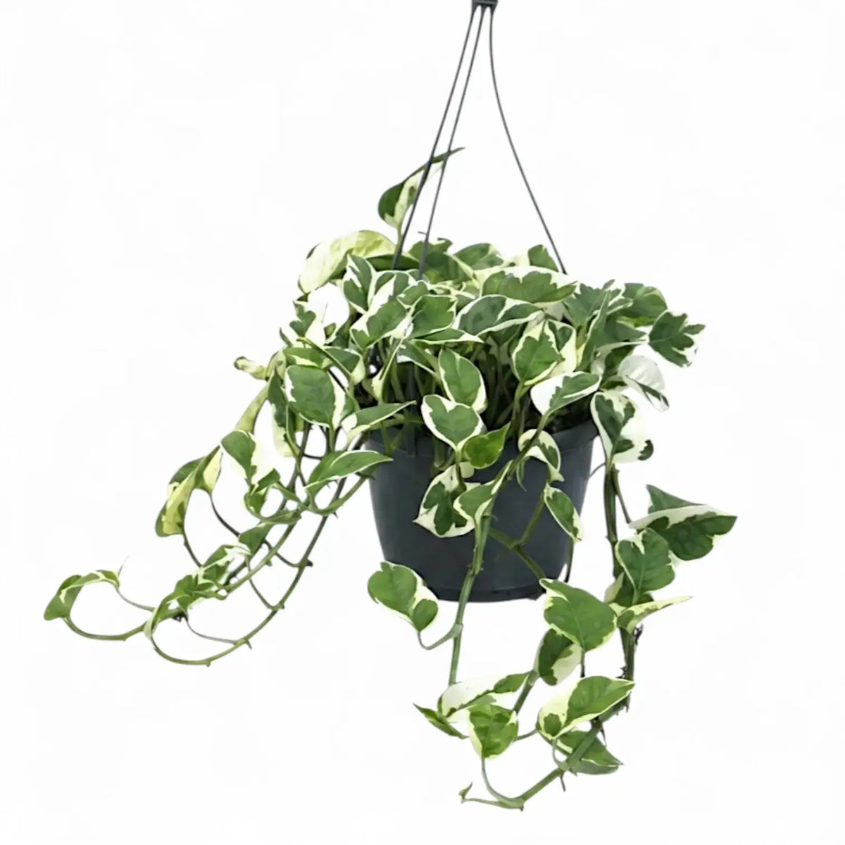 Epipremnum aureum N'Joy trailing plant in a hanging pot.