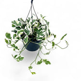 Epipremnum aureum N'Joy trailing plant in a hanging pot.