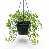 Epipremnum aureum N'Joy trailing plant in a hanging pot.