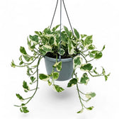 Epipremnum aureum N'Joy trailing plant in a hanging pot.