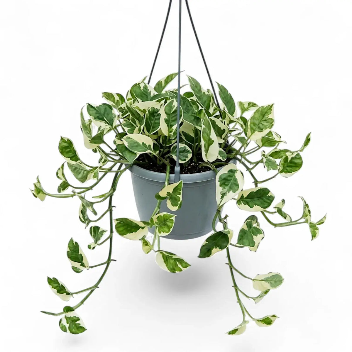 Epipremnum aureum N'Joy trailing plant in a hanging pot.