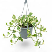 Epipremnum aureum N'Joy trailing plant in a hanging pot.