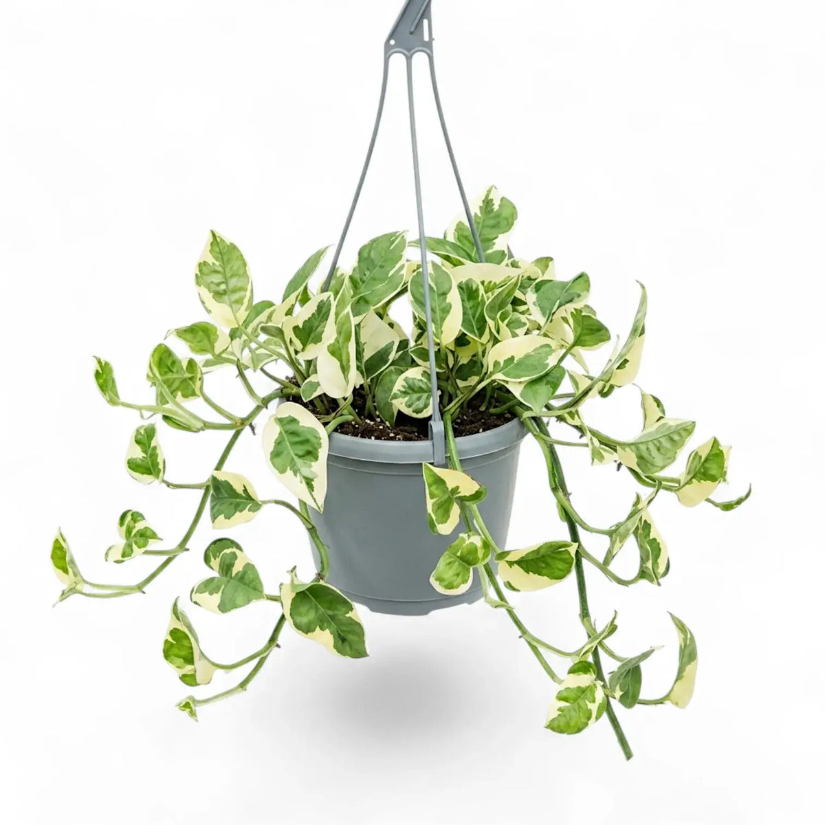 Epipremnum aureum N'Joy trailing plant in a hanging pot.