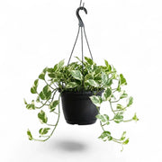 Epipremnum aureum N'Joy trailing plant in a hanging pot.