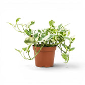 Epipremnum aureum N'Joy medium plant in a nursery pot