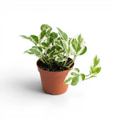 Epipremnum aureum N'Joy medium plant in a nursery pot.