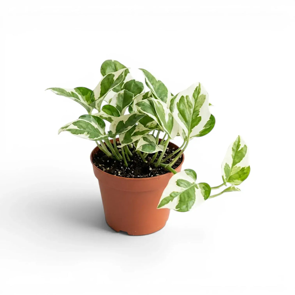 Epipremnum aureum N'Joy medium plant in a nursery pot.