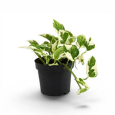 Epipremnum aureum N'Joy medium plant in a nursery pot.