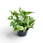 Epipremnum aureum N'Joy medium plant in a nursery pot.