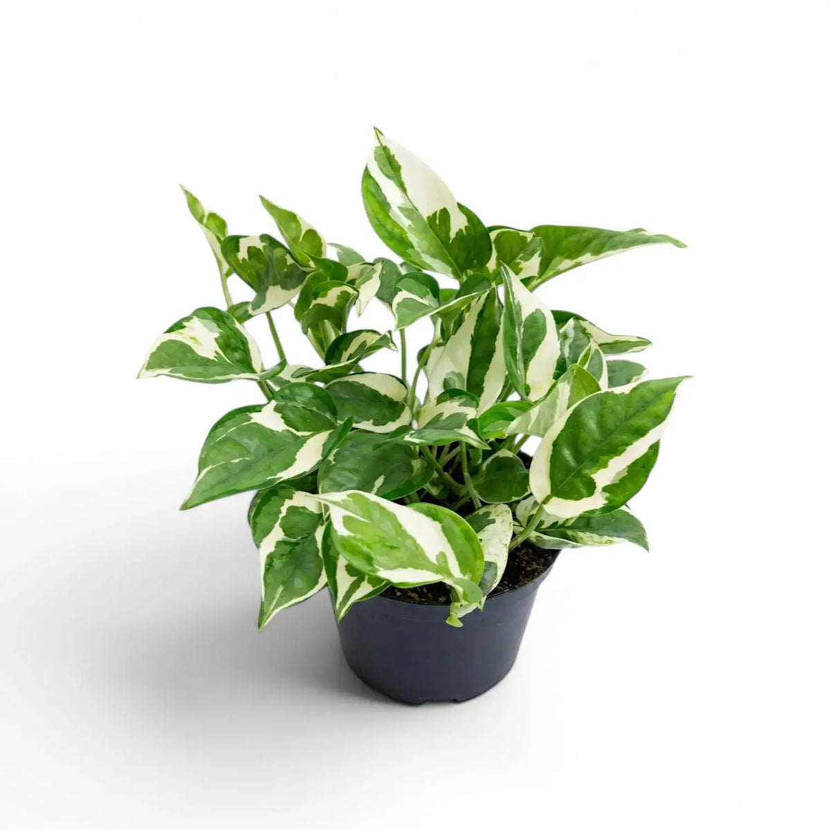Epipremnum aureum N'Joy medium plant in a nursery pot.