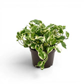 Epipremnum aureum N'Joy medium plant in a nursery pot.