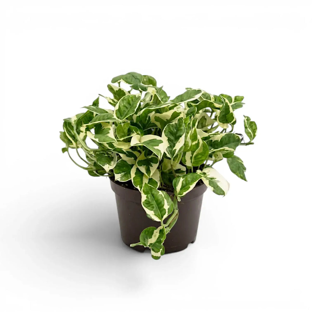 Epipremnum aureum N'Joy medium plant in a nursery pot.
