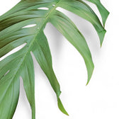 Epipremnum pinnatum – Blattdetail vor weißem Hintergrund..