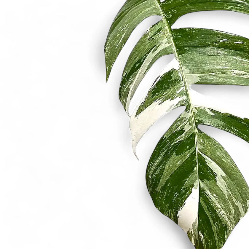 Epipremnum pinnatum variegata leaf close-up on white background.