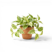 Potted Epipremnum aureum 'Marble Queen' plant in a terracotta pot on white background