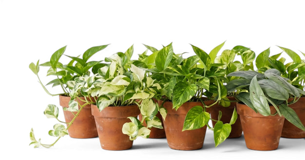Mixed Epipremnum plants showing varied juvenile vine foliage