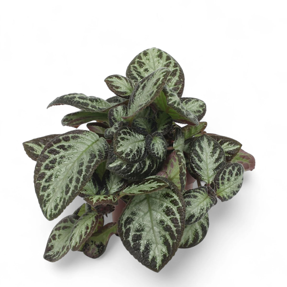 Episcia cupreata 'Silver Shield' potted plant in nursery pot on white background.