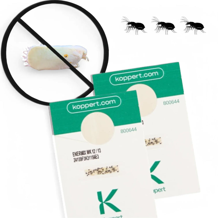 Enermix (Eretmocerus eremicus & Encarsia formosa) - against Whiteflies main product photo on white background.