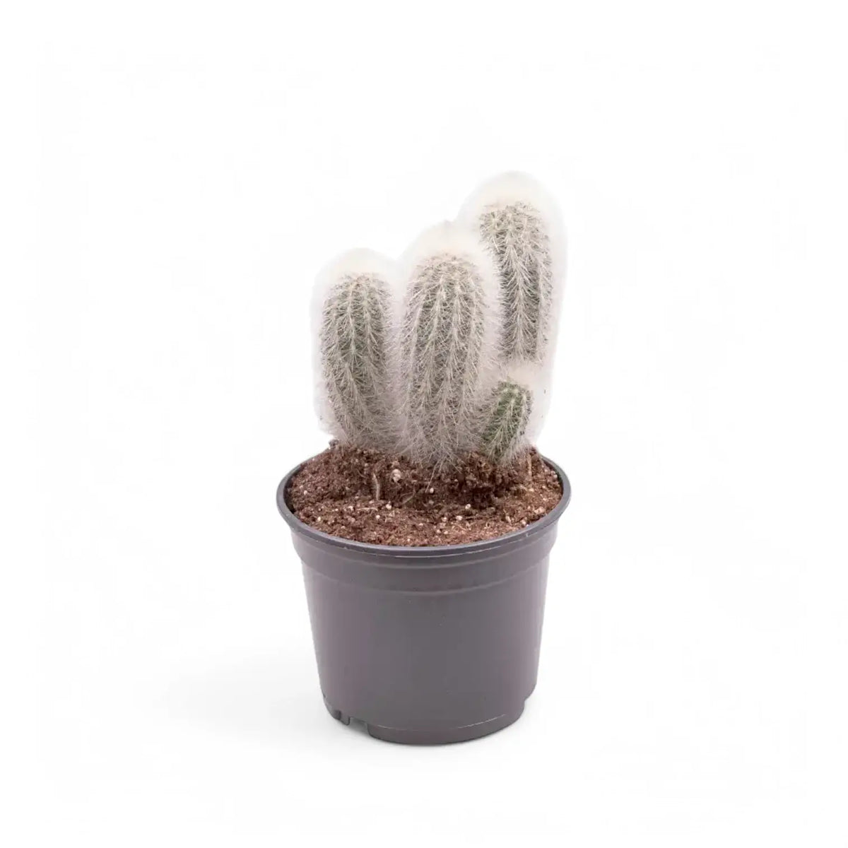 Espostoopsis dybowskii potted plant in nursery pot on white background.