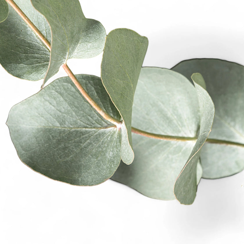 Eucalyptus cinerea leaf detail on white background.