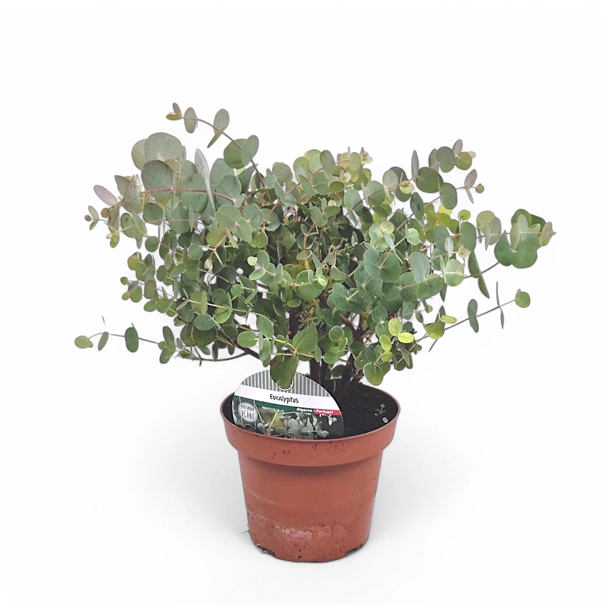 Eucalyptus cinerea – Topfpflanze im Kulturtopf vor weißem Hintergrund, Produktfoto 2.