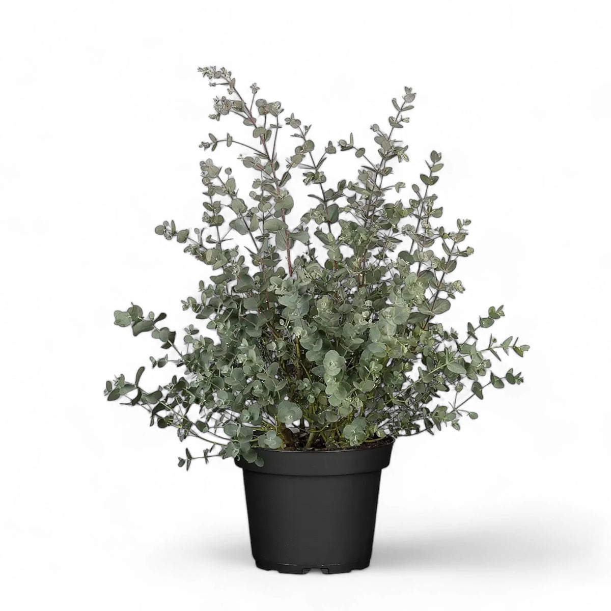 Eucalyptus cinerea – Topfpflanze im Kulturtopf vor weißem Hintergrund, Produktfoto 4.