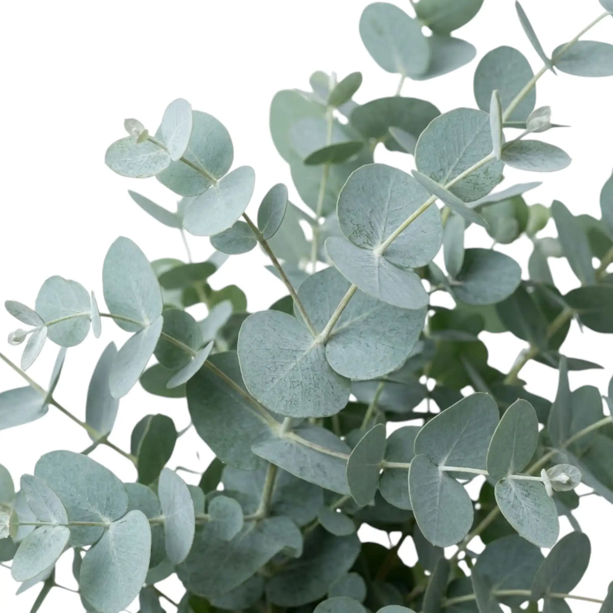 Eucalyptus gunnii leaf detail with pairs of rounded juvenile leaves on pale green stems