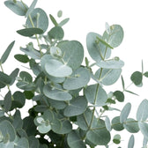 Eucalyptus gunnii foliage detail showing smooth coin-shaped leaves with a silvery blue-green cast