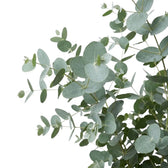 Close-up of overlapping Eucalyptus gunnii leaves showing their rounded shape and blue-grey colour