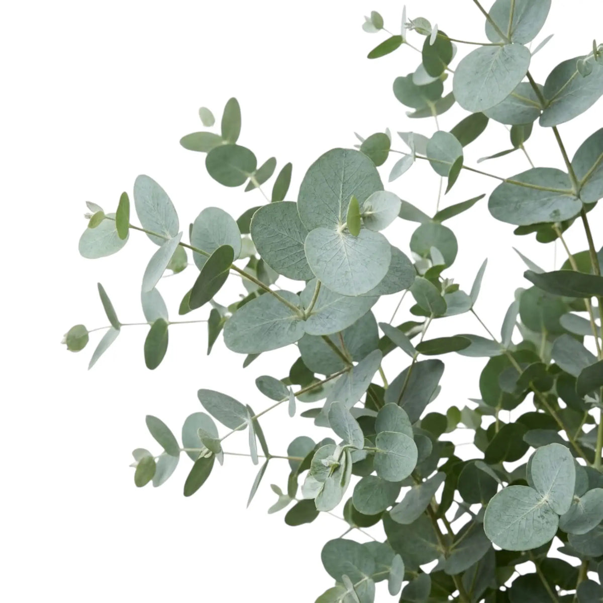 Close-up of overlapping Eucalyptus gunnii leaves showing their rounded shape and blue-grey colour