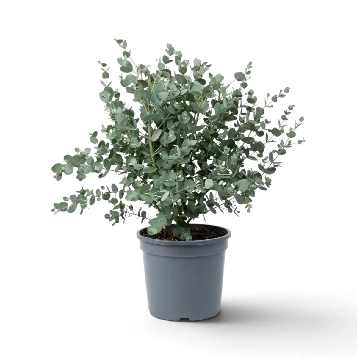 Potted Eucalyptus gunnii with open branching and dense blue-grey coin-shaped foliage