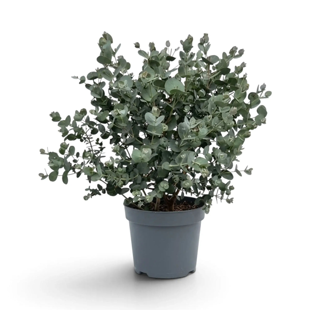 Compact Eucalyptus gunnii with a rounded crown of blue-grey juvenile leaves