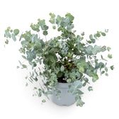 Potted Eucalyptus gunnii with fine branching and layered silvery foliage