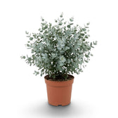 Eucalyptus gunnii with rounded blue-grey juvenile leaves on slender upright stems in a nursery pot