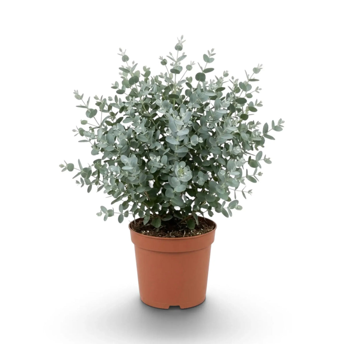 Eucalyptus gunnii with rounded blue-grey juvenile leaves on slender upright stems in a nursery pot