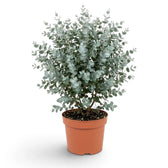 Eucalyptus gunnii with blue-grey rounded leaves forming a loose upright crown