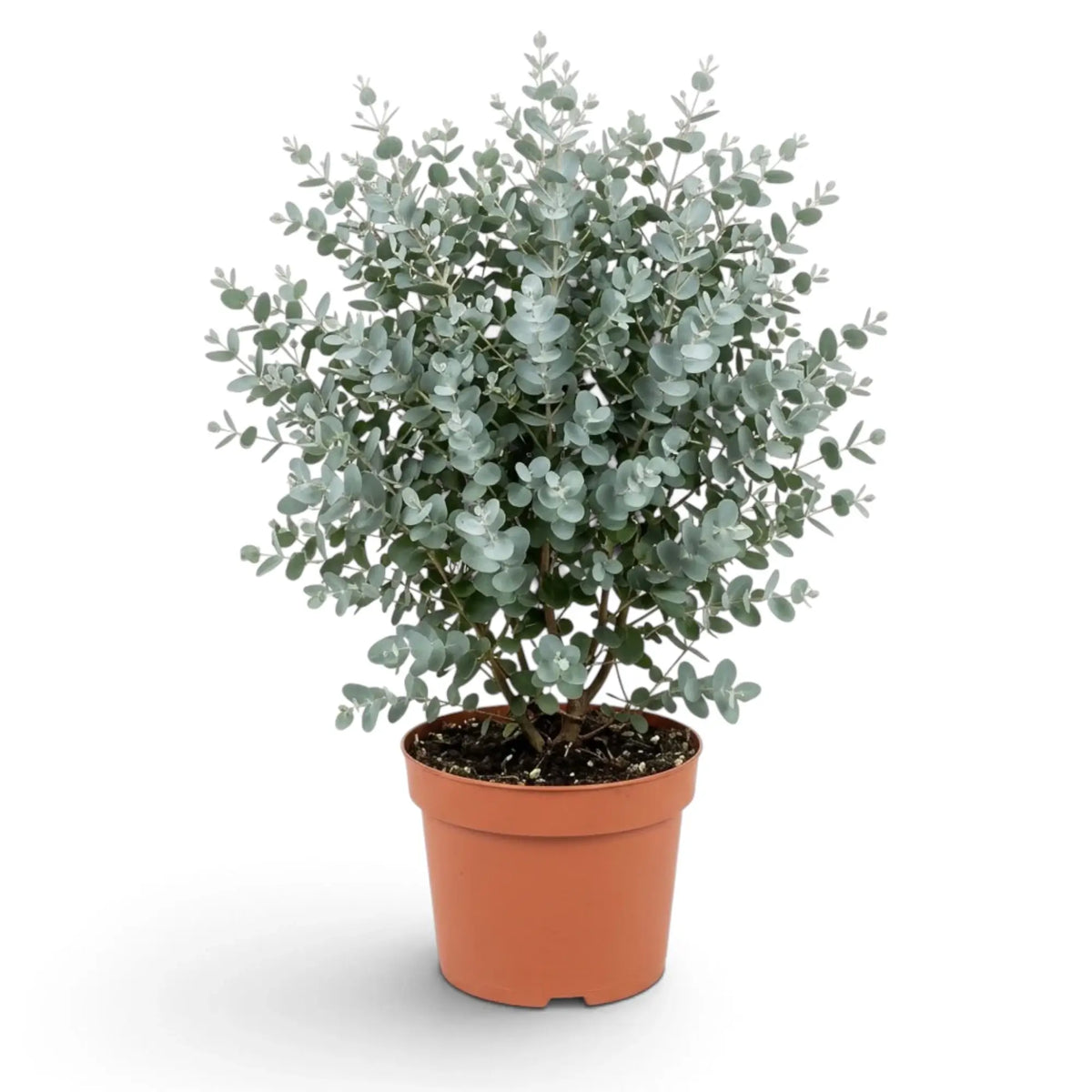 Eucalyptus gunnii with blue-grey rounded leaves forming a loose upright crown