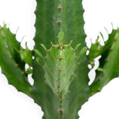 Ribbed green stem and paired spines of Euphorbia abyssinica