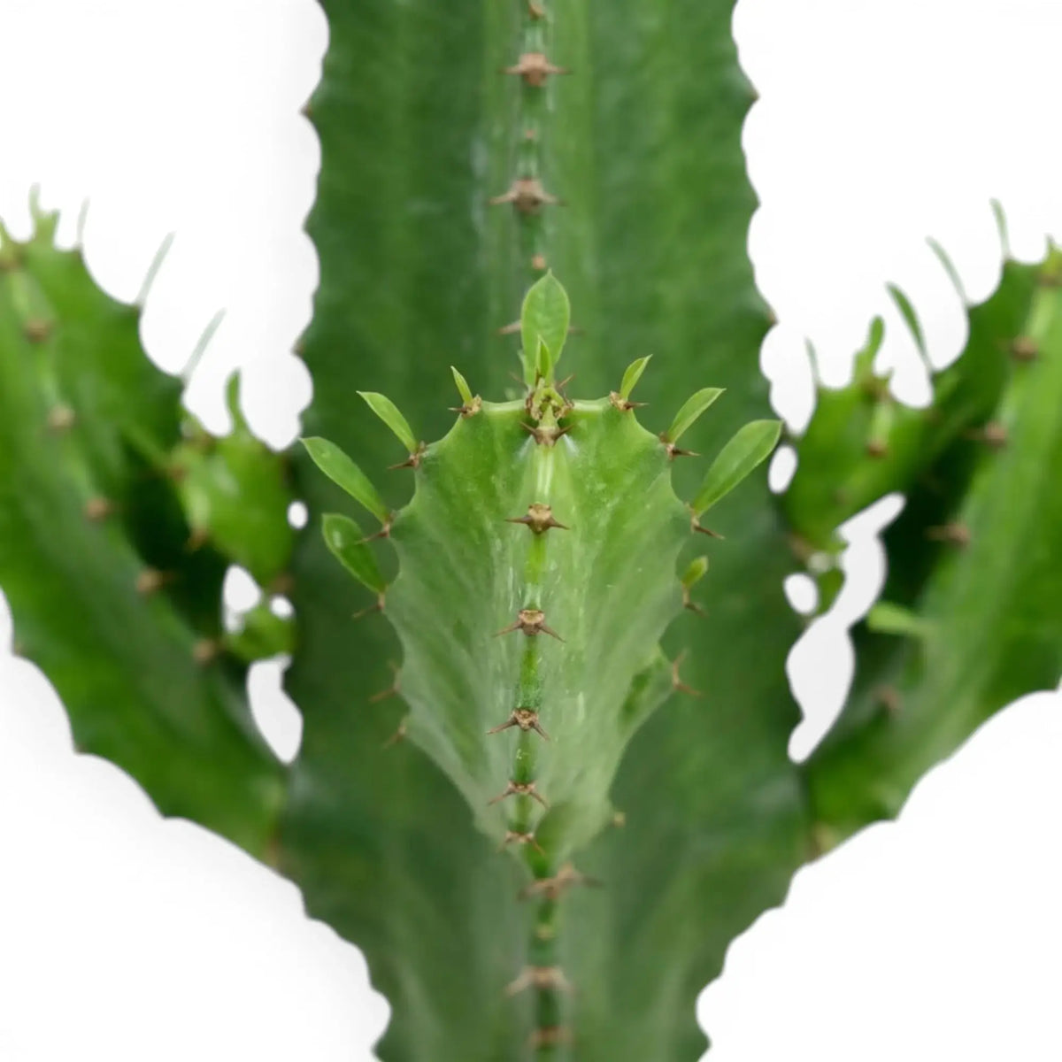Ribbed green stem and paired spines of Euphorbia abyssinica