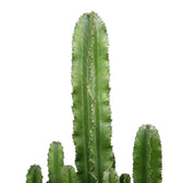 Ribbed green stem and paired spines of Euphorbia abyssinica