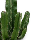Euphorbia abyssinica (erythraeae form) with clustered upright branches and spiny green ridges