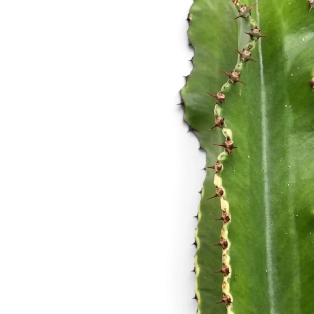 Close-up of Euphorbia abyssinica (erythraeae form) showing paired spines along a ridged stem