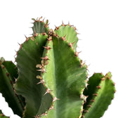Top of Euphorbia abyssinica (erythraeae form) with angular green stems and short brown spines