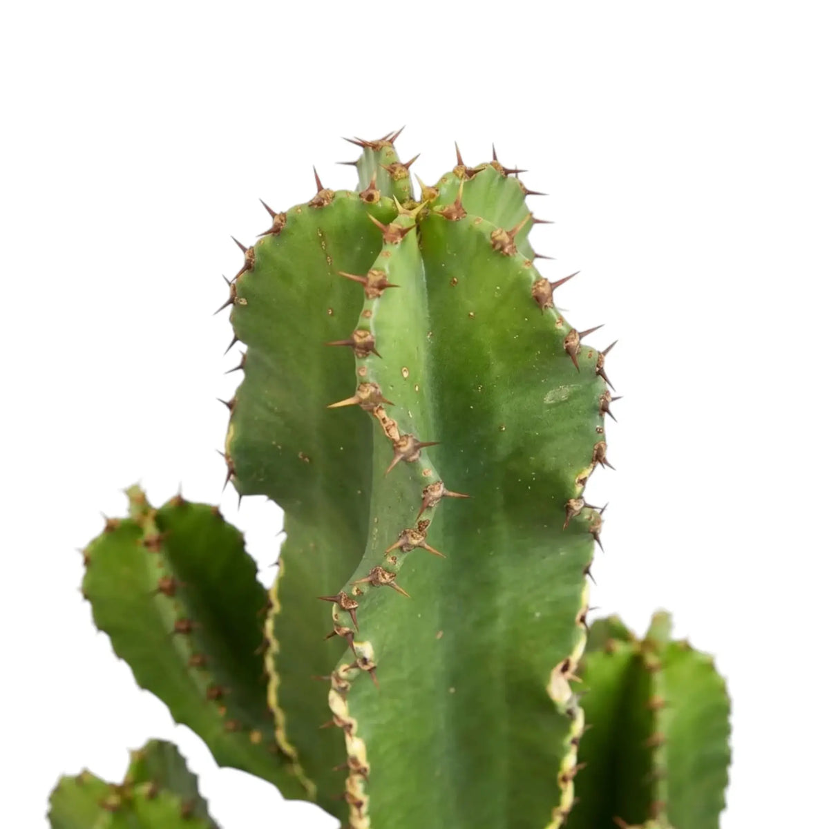 Close view of a Euphorbia abyssinica (erythraeae form) stem tip edged with short spines