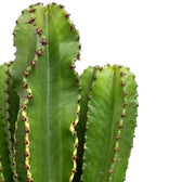 Euphorbia abyssinica (erythraeae form) showing light green ribs lined with small brown spines