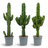 Three potted Euphorbia abyssinica (erythraeae form) plants with upright branching stems