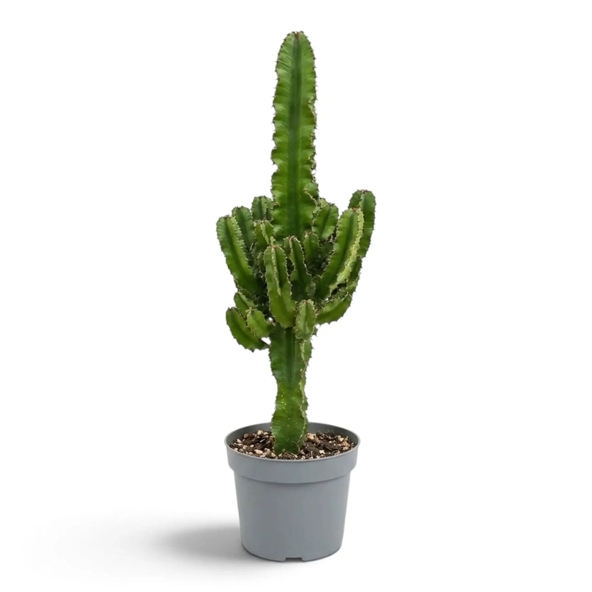 Euphorbia abyssinica (erythraeae form) in a grey nursery pot with a tall central stem and side arms