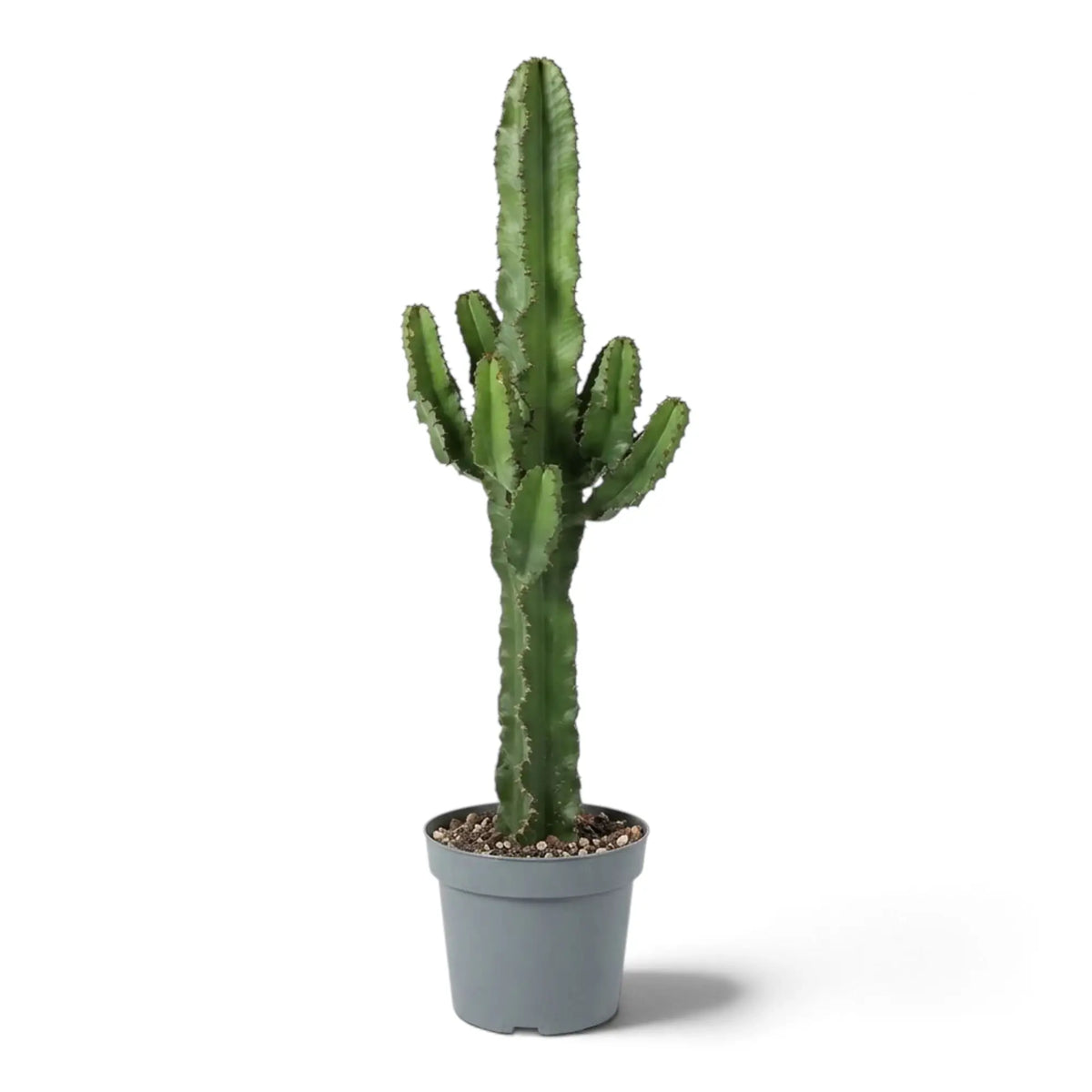 Tall Euphorbia abyssinica (erythraeae form) with spaced upright branches on a ribbed green stem